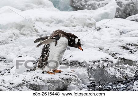 Adult gentoo penguin, Pygoscelis papua, molting on ice at Brown Bluff, Antarctica. View Large Photo Image Stock Photo - Adult gentoo penguin, Pygoscelis papua, molting on ice at Brown Bluff, Antarctica.. Fotosearch