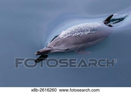 Adult long-beaked common dolphin, Delphinus capensis, surfacing near Isla Carmen, Baja California Sur, Mexico. View Large Photo Image Stock Image - Adult long-beaked common dolphin, Delphinus capensis, surfacing near Isla Carmen, Baja California Sur, Mexico.. Fotosearch