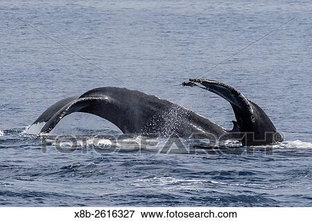Adult male humpback whales, Megaptera novaeangliae, compete for a female in esterus, San Jose del Cabo, Baja California Sur, Mexico. View Large Photo Image Stock Photo - Adult male humpback whales, Megaptera novaeangliae, compete for a female in esterus, San Jose del Cabo, Baja California Sur, Mexico.. Fotosearch