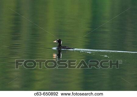 Adult male surf scoter (Melanitta perspicillata) in breeding plumage on the water in Gambier Bay, Southeast Alaska, USA. Pacific Ocean. View Large Photo Image Stock Image - Adult male surf scoter (Melanitta perspicillata) in breeding plumage on the water in Gambier Bay, Southeast Alaska, USA. Pacific Ocean.. Fotosearch