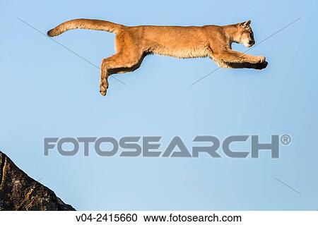 Adult mountain lion (Puma concolor) jumping from a rock, captive, California, USA View Large Photo Image Stock Image - Adult mountain lion (Puma concolor) jumping from a rock, captive, California, USA. Fotosearch