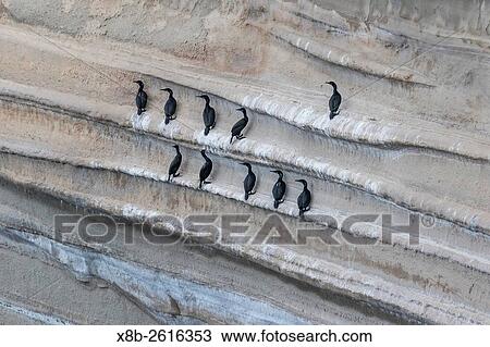 Adult pelagic cormorant, Phalacrocorax pelagicus, roosting at Punta Colorado, Baja California Sur, Mexico. View Large Photo Image Stock Image - Adult pelagic cormorant, Phalacrocorax pelagicus, roosting at Punta Colorado, Baja California Sur, Mexico.. Fotosearch