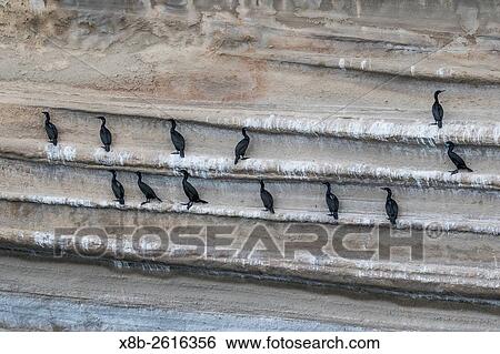 Adult pelagic cormorants, Phalacrocorax pelagicus, roosting at Punta Colorado, Baja California Sur, Mexico. View Large Photo Image Stock Photograph - Adult pelagic cormorants, Phalacrocorax pelagicus, roosting at Punta Colorado, Baja California Sur, Mexico.. Fotosearch