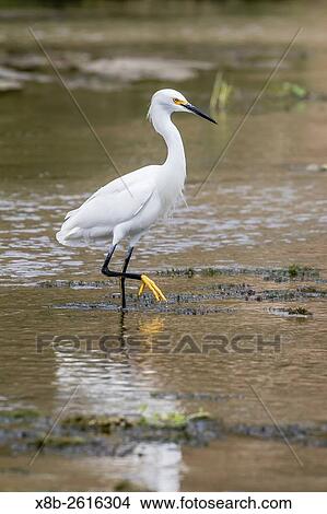 Picture - Adult snowy egret, Egretta thula, stalking prey in a stream near San Jose del Cabo, Baja California Sur, Mexico.. Fotosearch