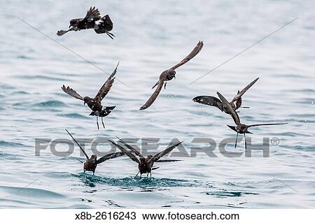 Adult Wilson's storm petrels, Oceanites oceanicus, surface feeding at Grytviken, South Georgia. View Large Photo Image Stock Image - Adult Wilson's storm petrels, Oceanites oceanicus, surface feeding at Grytviken, South Georgia.. Fotosearch