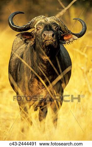 African Buffalo (Syncerus caffer caffer) - Bull. South Luangwa National Park, Zambia. View Large Photo Image Stock Image - African Buffalo (Syncerus caffer caffer) - Bull. South Luangwa National Park, Zambia.. Fotosearch