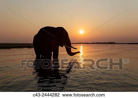 African Elephant (Loxodonta africana) - Bull at sunset in the Chobe River. Photographed from a boat. Chobe National Park, Botswana. View Large Photo Image Stock Image - African Elephant (Loxodonta africana) - Bull at sunset in the Chobe River. Photographed from a boat. Chobe National Park, Botswana.. Fotosearch