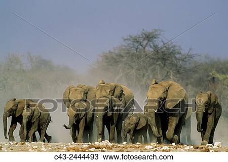 African Elephant (Loxodonta africana) - Rushing towards a waterhole. Etosha National Park, Namibia. View Large Photo Image Stock Image - African Elephant (Loxodonta africana) - Rushing towards a waterhole. Etosha National Park, Namibia.. Fotosearch