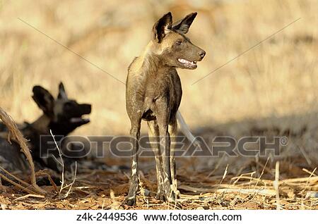 African Wild Dog (Lycaon pictus) standing in dried grass. View Large Photo Image Stock Photograph - African Wild Dog (Lycaon pictus) standing in dried grass.. Fotosearch