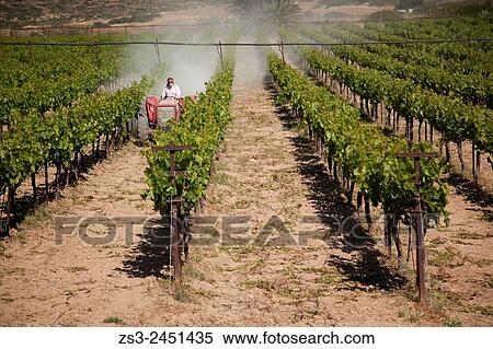 Agricultural vehicle spraying pesticide in a field, Lasithi Region, Crete, Greek Islands, Greece, Europe. View Large Photo Image Stock Photography - Agricultural vehicle spraying pesticide in a field, Lasithi Region, Crete, Greek Islands, Greece, Europe.. Fotosearch