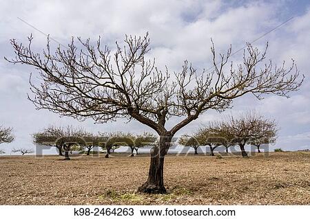 albaricoquero, Prunus armeniaca, Porreres, Mallorca, balearic islands, spain, europe. View Large Photo Image Stock Image - albaricoquero, Prunus armeniaca, Porreres, Mallorca, balearic islands, spain, europe.. Fotosearch