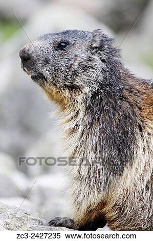Stock Photography - Alpine Marmot, Marmota marmota, Ecrins National Park, Lauvitel, Isere, Rhone Alpes, France.. Fotosearch