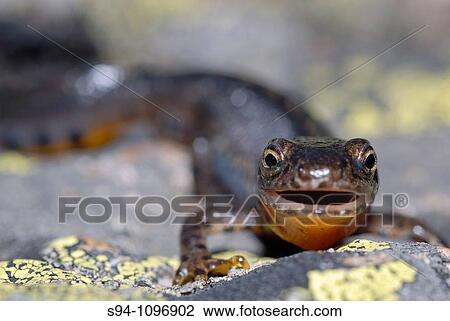 Alpine newt (Mesotriton alpestris) in Pealara Natural Park, Madrid, Spain View Large Photo Image Stock Image - Alpine newt (Mesotriton alpestris) in Pealara Natural Park, Madrid, Spain. Fotosearch