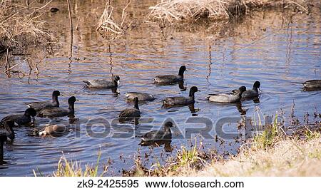 American Coot, Fulica americana, Everglades NP, Florida, USA View Large Photo Image Stock Photography - American Coot, Fulica americana, Everglades NP, Florida, USA. Fotosearch