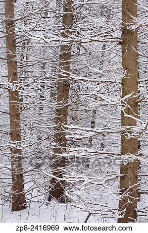 Stock Photo - An abstract detail shot of snow covered pine trees in East Gwillimbury, Ontario, Canada.. Fotosearch
