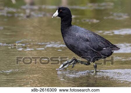 Stock Photo - An adult American coot, Fulica americana, wading in a stream near San Jose del Cabo, Baja California Sur, Mexico.. Fotosearch