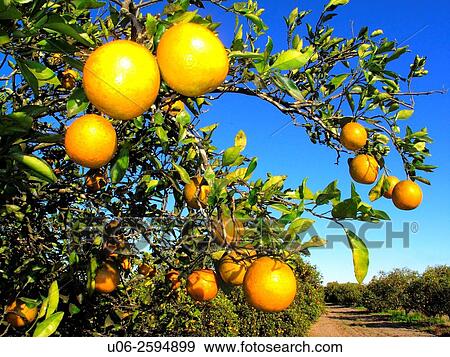 An orange grove in Florida, USA View Large Photo Image Stock Photo - An orange grove in Florida, USA. Fotosearch