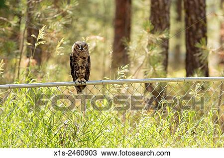 An owl sits silently on a fence while it hunts for small rodents in a field. View Large Photo Image Stock Image - An owl sits silently on a fence while it hunts for small rodents in a field.. Fotosearch