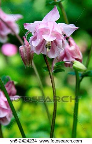 Picture - Ancolie, Aquilegia. Fotosearch