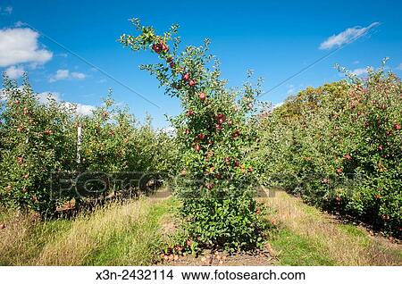 Apple trees at an orchard in Cashtown, Pennsylvania, USA. View Large Photo Image Picture - Apple trees at an orchard in Cashtown, Pennsylvania, USA.. Fotosearch