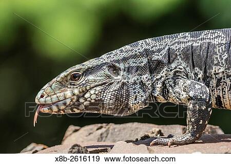Argentine tegu lizard, Tupinambis merianae, in Iguaz Falls National Park, Misiones, Argentina, South America. View Large Photo Image Stock Photo - Argentine tegu lizard, Tupinambis merianae, in Iguaz Falls National Park, Misiones, Argentina, South America.. Fotosearch