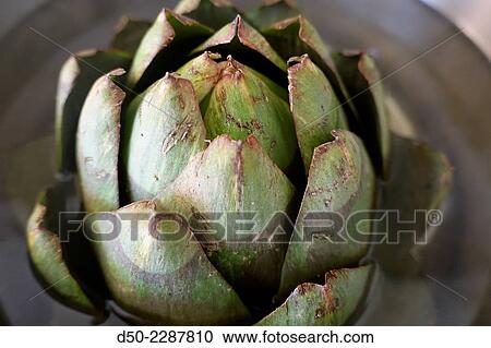 Artichoke in water, Stockholm, Sweden View Large Photo Image Stock Image - Artichoke in water, Stockholm, Sweden. Fotosearch