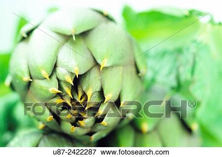 Artichoke. View Large Photo Image Stock Photo - Artichoke.. Fotosearch