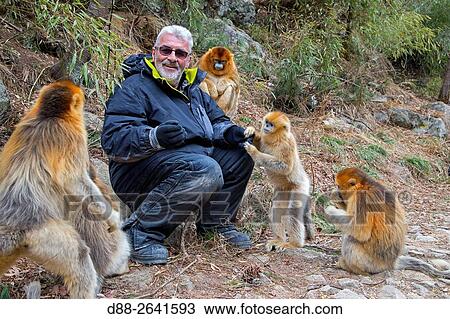 Asia, China, Shaanxi province, Qinling Mountains, Golden Snub-nosed Monkey (Rhinopithecus roxellana), and tourists. View Large Photo Image Stock Image - Asia, China, Shaanxi province, Qinling Mountains, Golden Snub-nosed Monkey (Rhinopithecus roxellana), and tourists.. Fotosearch