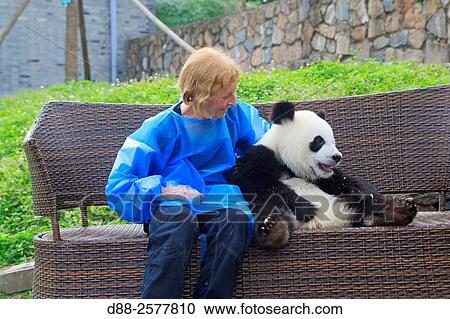 Asia, China, Sichuan, Research Base of Giant Panda Breeding or Chengdu Panda Base, Giant Panda Ailuropoda melanoleuca, captive, photo souvenir with tourist. View Large Photo Image Stock Image - Asia, China, Sichuan, Research Base of Giant Panda Breeding or Chengdu Panda Base, Giant Panda Ailuropoda melanoleuca, captive, photo souvenir with tourist.. Fotosearch