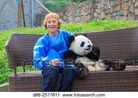 Asia, China, Sichuan, Research Base of Giant Panda Breeding or Chengdu Panda Base, Giant Panda Ailuropoda melanoleuca, captive, photo souvenir with tourist. View Large Photo Image Stock Image - Asia, China, Sichuan, Research Base of Giant Panda Breeding or Chengdu Panda Base, Giant Panda Ailuropoda melanoleuca, captive, photo souvenir with tourist.. Fotosearch