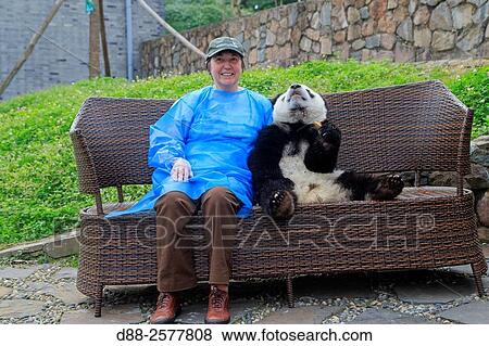 Stock Photo - Asia, China, Sichuan, Research Base of Giant Panda Breeding or Chengdu Panda Base, Giant Panda Ailuropoda melanoleuca, captive, photo souvenir with tourist.. Fotosearch