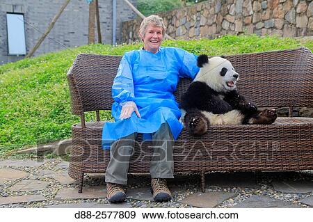 Asia, China, Sichuan, Research Base of Giant Panda Breeding or Chengdu Panda Base, Giant Panda Ailuropoda melanoleuca, captive, photo souvenir with tourist. View Large Photo Image Stock Photo - Asia, China, Sichuan, Research Base of Giant Panda Breeding or Chengdu Panda Base, Giant Panda Ailuropoda melanoleuca, captive, photo souvenir with tourist.. Fotosearch