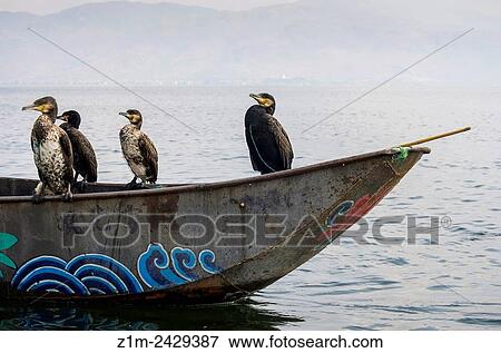Asia, China, Yunnan, Dali, Erhai Lake, cormorants on boat. View Large Photo Image Stock Photo - Asia, China, Yunnan, Dali, Erhai Lake, cormorants on boat.. Fotosearch