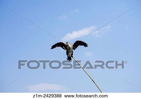 Asia, China, Yunnan, Dali, Erhai Lake, cormorant on rod. View Large Photo Image Stock Photo - Asia, China, Yunnan, Dali, Erhai Lake, cormorant on rod.. Fotosearch