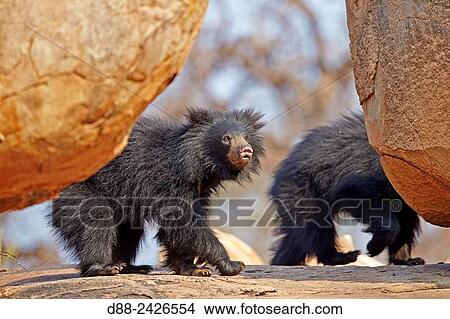 Asia, India, Karnataka, Sandur Mountain Range, Sloth bear Melursus ursinus,. View Large Photo Image Picture - Asia, India, Karnataka, Sandur Mountain Range, Sloth bear Melursus ursinus,.. Fotosearch