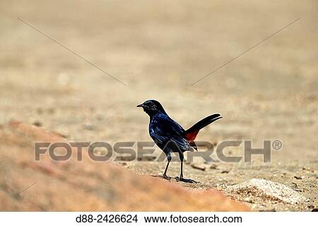 Asia, India, Karnataka, Sandur Mountain Range, Indian robin Saxicoloides fulicatus, male. View Large Photo Image Picture - Asia, India, Karnataka, Sandur Mountain Range, Indian robin Saxicoloides fulicatus, male.. Fotosearch