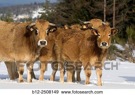 Stock Photo - Aubrac (Bos taurus) Cattle, Female and Calf, France. Fotosearch