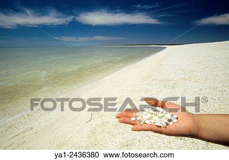 Australia, Western Australia, Shark bay, Haridon Bight, Shell Beach, beach composed only of small shells Fragum erugatum View Large Photo Image Stock Image - Australia, Western Australia, Shark bay, Haridon Bight, Shell Beach, beach composed only of small shells Fragum erugatum. Fotosearch