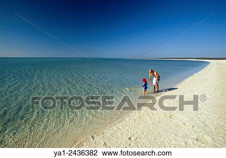 Australia, Western Australia, Shark bay, Haridon Bight, Shell Beach, beach composed only of small shells Fragum erugatum View Large Photo Image Stock Image - Australia, Western Australia, Shark bay, Haridon Bight, Shell Beach, beach composed only of small shells Fragum erugatum. Fotosearch