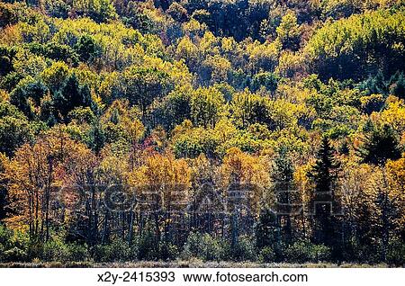 Backlit autumn trees, Acadia National Park, Maine, USA. View Large Photo Image Stock Image - Backlit autumn trees, Acadia National Park, Maine, USA.. Fotosearch