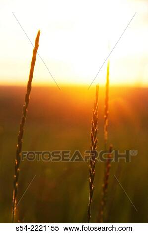 Backlit grasses in the Palouse farming area of Washington State, USA. View Large Photo Image Stock Photography - Backlit grasses in the Palouse farming area of Washington State, USA.. Fotosearch