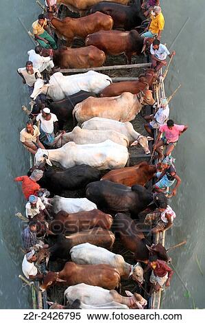 BANGLADESH, Dhaka: Bangladeshi cattle dealers transport cows in readiness for slaughter along a river in Dhaka View Large Photo Image Stock Photography - BANGLADESH, Dhaka: Bangladeshi cattle dealers transport cows in readiness for slaughter along a river in Dhaka. Fotosearch