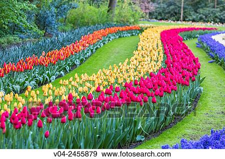 Beautiful blooming flowers in the famous Keukenhof, The Netherlands, Europe View Large Photo Image Stock Photo - Beautiful blooming flowers in the famous Keukenhof, The Netherlands, Europe. Fotosearch