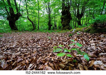Beech forest, O±ati, Gipuzkoa, Basque Country, Spain, Europe. View Large Photo Image Stock Image - Beech forest, O±ati, Gipuzkoa, Basque Country, Spain, Europe.. Fotosearch