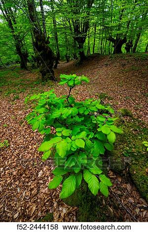 Beech forest, O±ati, Gipuzkoa, Basque Country, Spain, Europe. View Large Photo Image Stock Photo - Beech forest, O±ati, Gipuzkoa, Basque Country, Spain, Europe.. Fotosearch