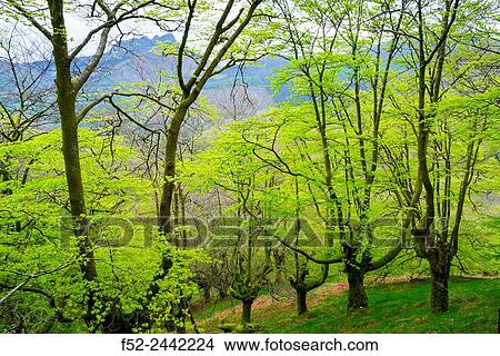 Beech forest, Oianleku, Pe±as de Aia Natural Park, Gipuzkoa, Basque Country, Spain, Europe. View Large Photo Image Picture - Beech forest, Oianleku, Pe±as de Aia Natural Park, Gipuzkoa, Basque Country, Spain, Europe.. Fotosearch