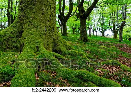 Beech forest, Oianleku, Pe±as de Aia Natural Park, Gipuzkoa, Basque Country, Spain, Europe. View Large Photo Image Stock Photo - Beech forest, Oianleku, Pe±as de Aia Natural Park, Gipuzkoa, Basque Country, Spain, Europe.. Fotosearch