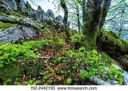 Beech forest, Orisol or Orixol mountain, Alava, Basque Country, Spain, Europe. View Large Photo Image Stock Image - Beech forest, Orisol or Orixol mountain, Alava, Basque Country, Spain, Europe.. Fotosearch