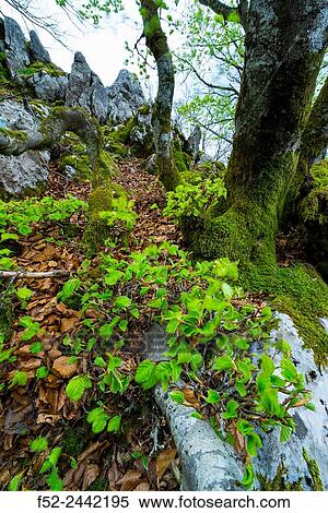 Beech forest, Orisol or Orixol mountain, Alava, Basque Country, Spain, Europe. View Large Photo Image Stock Photography - Beech forest, Orisol or Orixol mountain, Alava, Basque Country, Spain, Europe.. Fotosearch