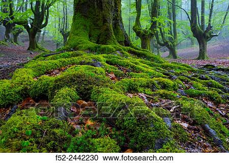 Beech forest, Otzarreta beech forest, Gorbeia Natural Park, Bizkaia, Basque Country, Spain, Europe. View Large Photo Image Stock Image - Beech forest, Otzarreta beech forest, Gorbeia Natural Park, Bizkaia, Basque Country, Spain, Europe.. Fotosearch